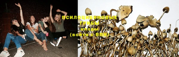 ПСИЛОЦИБИНОВЫЕ ГРИБЫ Слюдянка